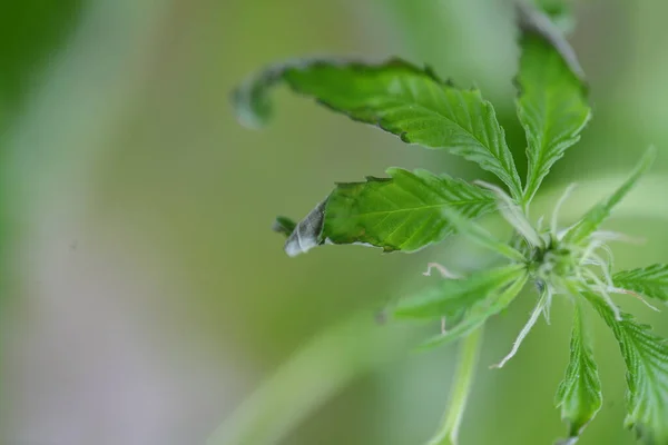 Enfermedad Por Desbordamiento Agua Plantas Cannabis — Foto de Stock