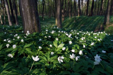 Campanula'lar kayın ormanın içinde. İlk bahar çiçekleri ile manzara. Beyaz anemon çiçeği çiçek açan