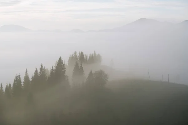 秋天的风景 山上晨雾 山坡上的冷杉林 — 图库照片