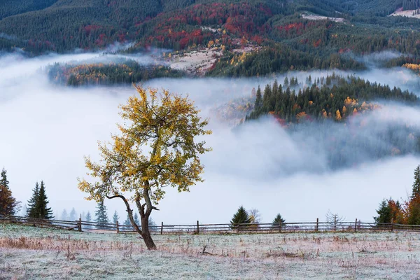 Autumn landscape in a mountain village. Beautiful morning mist in the valley. Lonely tree on the mountainside. Bystrets village , Carpathians, Ukraine