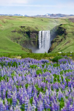 Skogafoss şelale, İzlanda. Yaz, yatay çiçek açan lupines. Doğada güzellik