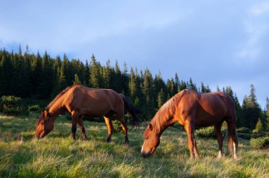 Defne atlar arazide çifti. Yaz aylarında Orman başına bir dağ çayır