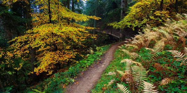 Paisagem Outono Caminho Samambaia Floresta Faia — Fotografia de Stock