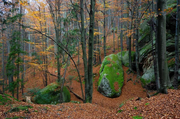 美妙的秋天风景 树林里有苔藓的石头和石头 — 图库照片