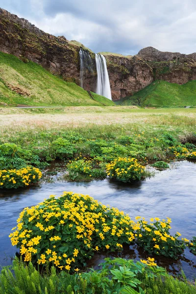 Seljalandsfoss Vattenfall Sommar Landskap Med Flod Blommor Dalen Kända Turistattraktion — Stockfoto