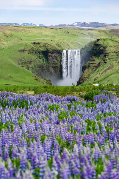 Skogafoss şelale, İzlanda. Yaz, yatay çiçek açan lupines. Doğada güzellik