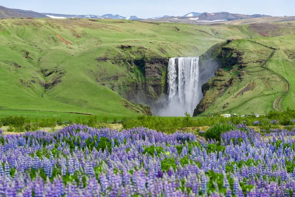 Skogafoss şelale, İzlanda. Yaz, yatay çiçek açan lupines. Doğada güzellik