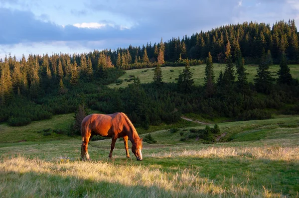 Cavallo Alloro Pascolo Estate Prato Montagna Vicino Bosco — Foto Stock