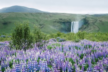 Skogafoss şelale, İzlanda. Yaz, yatay çiçek açan lupines. Doğada güzellik