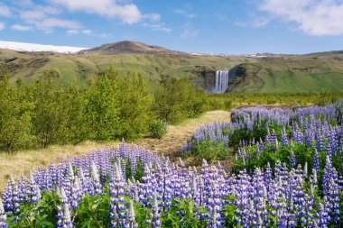 Skogafoss şelale, İzlanda. Yaz, yatay çiçek açan lupines. Doğada güzellik
