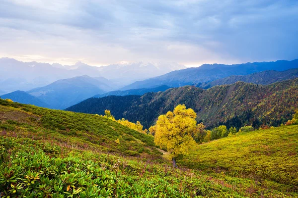 Birke Mit Gelben Blättern Den Bergen Herbstlandschaft Bei Sonnenaufgang — Stockfoto