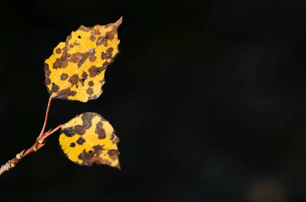 Aspen Tak Met Gele Herfst Bladeren Een Zwarte Achtergrond — Stockfoto