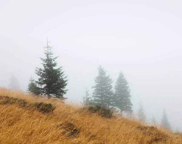 Paisagem Outono Árvores Abeto Nevoeiro — Fotografia de Stock