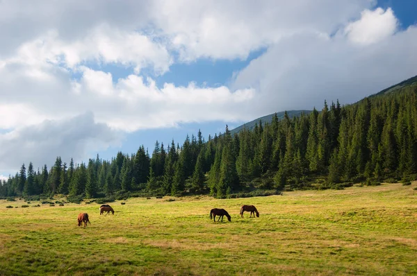 Paisagem Verão Com Cavalos Pasto Nas Montanhas — Fotografia de Stock