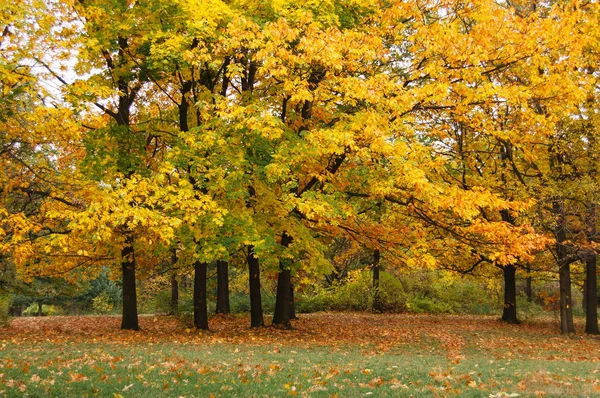 Осенний Пейзаж Кленовые Деревья Желтыми Листьями Парке — стоковое фото