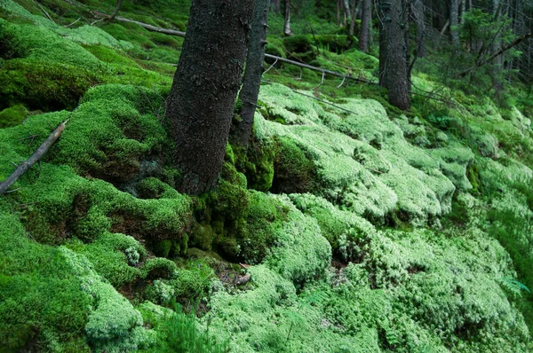 Musgo Verde Floresta Paisagem Fantástica — Fotografia de Stock