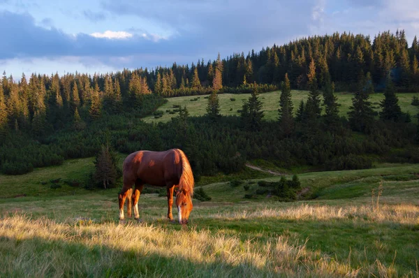 Bay Häst Betet Sommar Mountain Äng Vid Skogen — Stockfoto