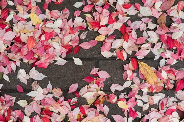 Abgefallene Rote Herbstblätter Schönheit Der Natur — Stockfoto