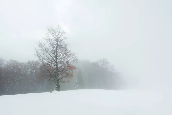 Paisagem Outono Com Neve Nas Montanhas Nevoeiro Floresta Faia — Fotografia de Stock