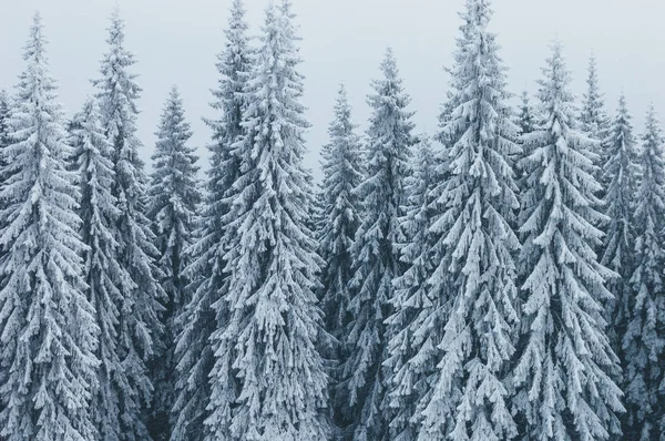 Smrkový Les Sněhu Zimní Krajina Mlha — Stock fotografie