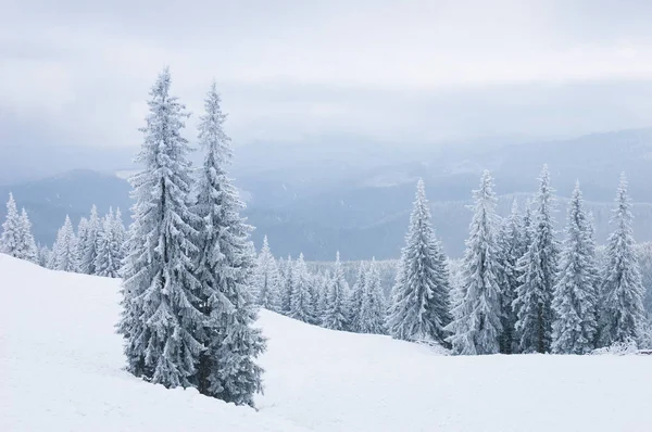 Paisaje Invernal Con Abetos Nieve Niebla Las Montañas —  Fotos de Stock