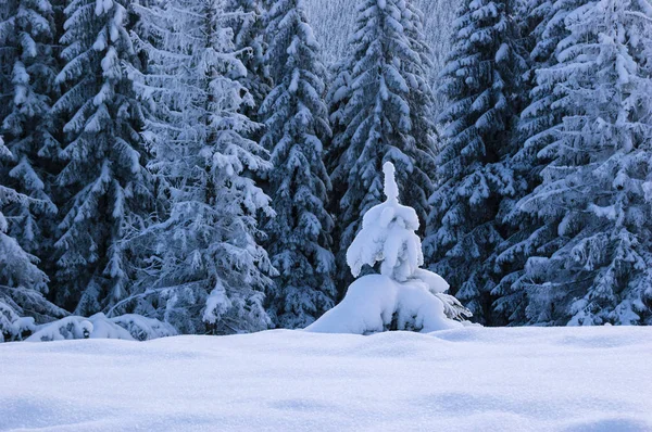 Spruce Forest Snow Winter Landscape Snowdrift Small Fir Tree — Stock Photo, Image