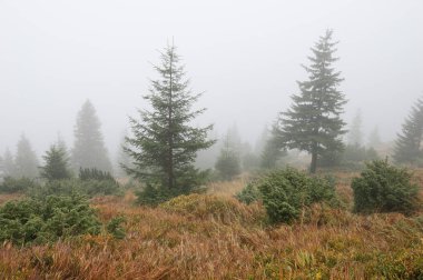 Sonbahar manzara. Siste çam ağaçları