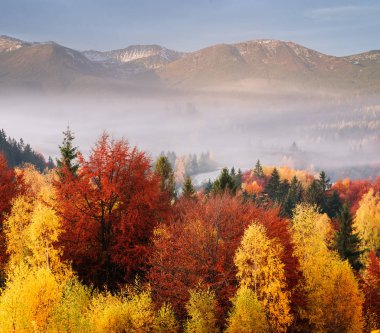Sarı yapraklar ile orman. Dağ köyü, sis, sonbahar yatay. Karpatlar, Ukrayna, Europe