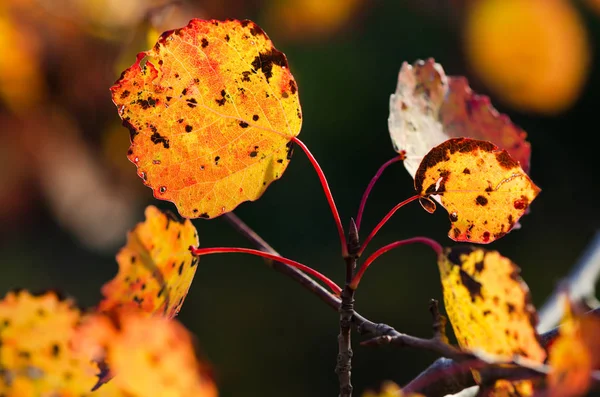 Ramo Folhas Álamo Outono Amarelo Beleza Natureza — Fotografia de Stock