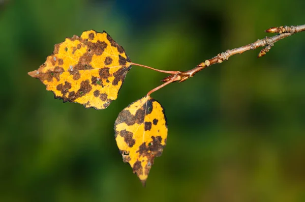 Ramo Folhas Álamo Outono Amarelo Beleza Natureza — Fotografia de Stock