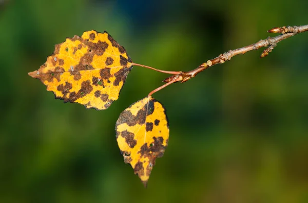 Rama Hojas Álamo Otoño Color Amarillo Belleza Naturaleza —  Fotos de Stock