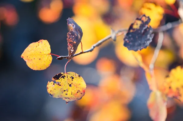 Tak Van Aspen Herfstbladeren Geel Schoonheid Natuur — Stockfoto