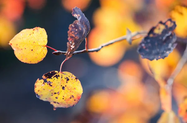 Ветвь Осенних Листьев Осины Жёлтая Красота Природе — стоковое фото