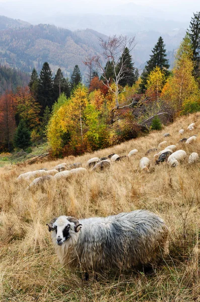 Paisagem Outono Ovelhas Pasto Nas Montanhas — Fotografia de Stock