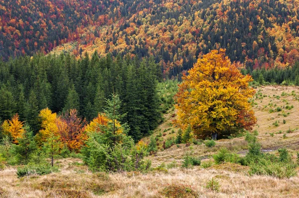 Herbstlandschaft Wald Mit Bunten Bäumen Den Berghängen — Stockfoto