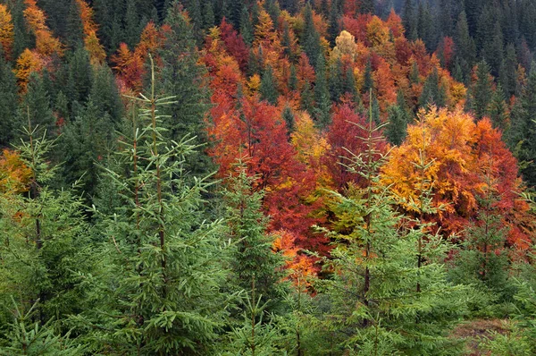 Floresta Outono Nas Montanhas Paisagem Com Belas Árvores Multicoloridas — Fotografia de Stock