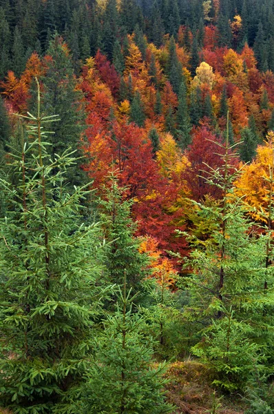 Podzimní Les Horách Krajina Krásné Barevné Stromy — Stock fotografie