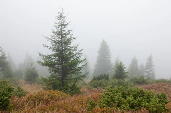 Herfst Landschap Vuren Bomen Mist — Stockfoto