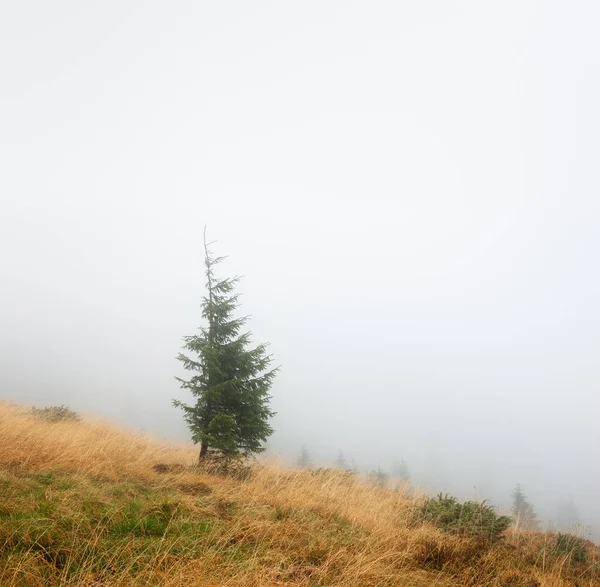 Paesaggio Autunno Alberi Abete Nella Nebbia — Foto Stock