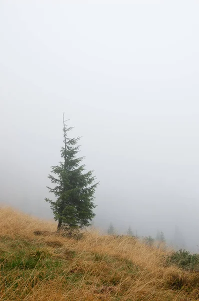 Autumn Landscape Spruce Tree Fog — Stock Photo, Image