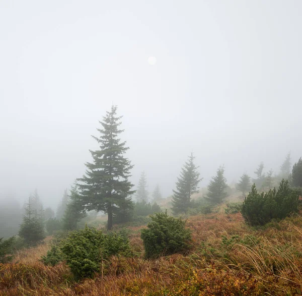 Autumn Landscape Spruce Trees Fog — Stock Photo, Image