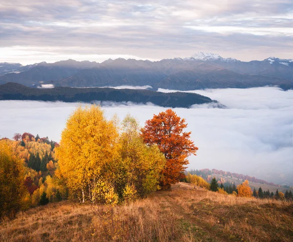 Herbstlandschaft Mit Wunderschönem Wald Den Bergen Und Morgennebel — Stockfoto