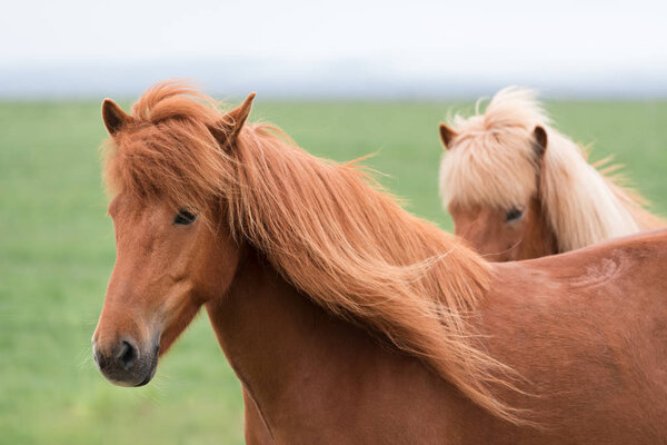 Red horses in the pasture of Iceland