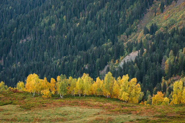 Autumn Landscape Forest Slopes Mountains Birches Yellow Leaves Zemo Svaneti — Stock Photo, Image