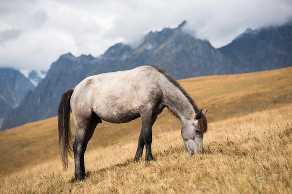 Gri Atı Dağlarda Zemo Svaneti Gürcistan — Stok fotoğraf