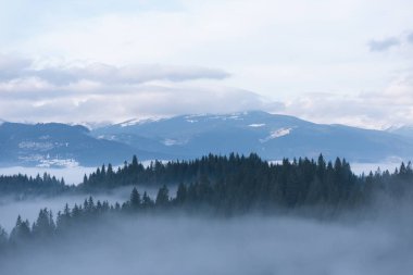 Sabah sis dağlarda. Çam ormanı, bahar yatay