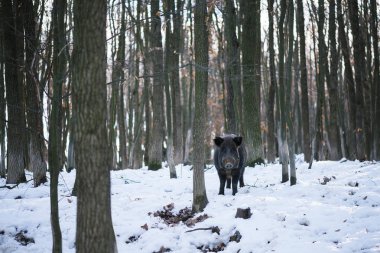 Sert bakışları ile yaban domuzu. Orman canavarı