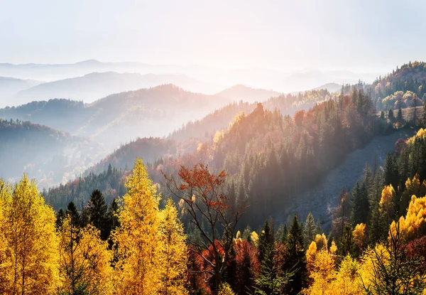 Paisagem Outono Com Uma Bela Floresta Nas Montanhas Nevoeiro Matutino — Fotografia de Stock