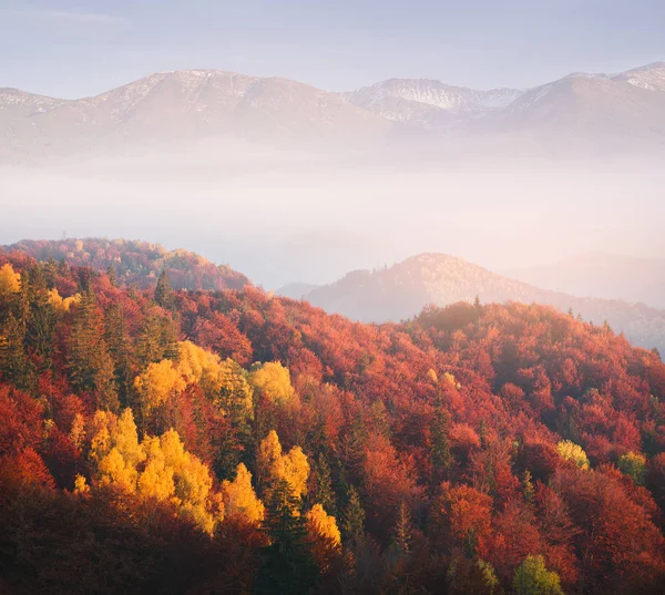 Hösten Lövskog Kulle Ljusa Gula Orange Och Röda Träden — Stockfoto