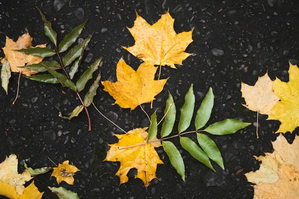 Herbstblätter Auf Dem Asphalt Nach Dem Regen Straße Park — Stockfoto